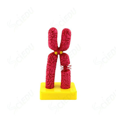 Medical Science Biology Chromosome Human Model