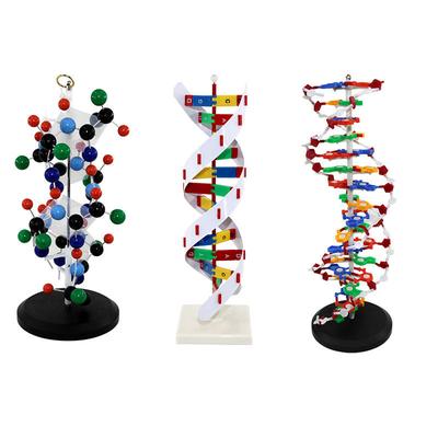 Sciedu Biological Gene Chain DNA Model Biology Double Helix Chain Ball Protein Biological Model Teaching Aids