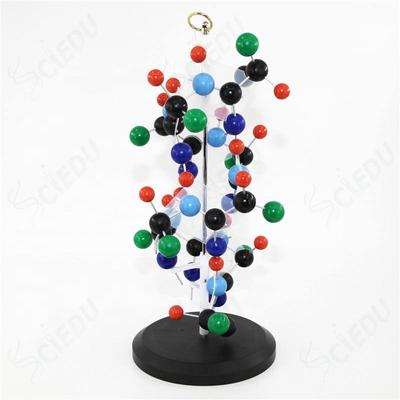 Medical Demonstration DNA Model Human Protein DNA Structure Model DNA PVC Model