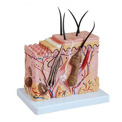 Teaching Resource Skin Model Human 3d Skin Surgical Suture Anatomical Model for Laboratory Education