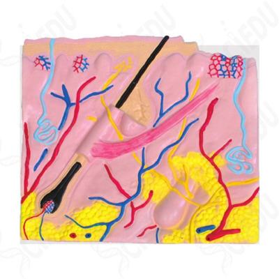High Quality Skin Model Advanced Medical Human Teaching Surgical Suture Skin Layer Anatomical Model