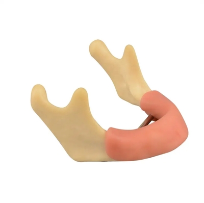 Mandible Soft Tissue Drilling Implant Training Model