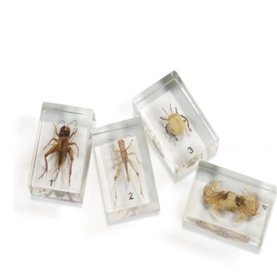 SCEIDU Custom Crystal Specimen Plastic Plant Real butterfly Specimen in Resin Animal