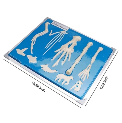 Vertebrate Forelimb Skeleton Comparison Enlarged Demonstration Model Human Anatomy Model Forelimb Skeleton