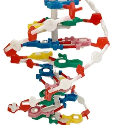 Medical Demonstration DNA Model Human Protein DNA Structure Model DNA PVC Model for Education