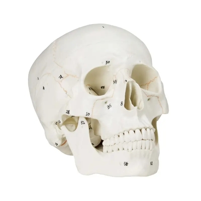 Human Skull-3 Part Life Size Human Skull Hand Painted Numbering Skeleton Medical Science Anatomy