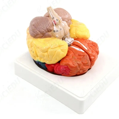 Medical Advanced Brain Model Human Brain Anatomy Model Human Body Brain Model Educational