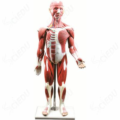 85cm 30 Parts Plastic Human Muscle Anatomy Model