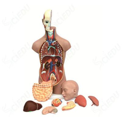 45cm Biological Human Anatomy Torso Model Anatomy Models Human Body Teaching Torso Model