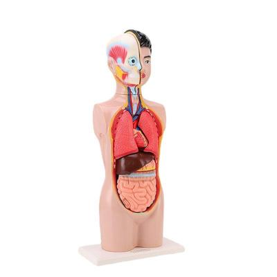 70cm 9 Parts Human Torso Body Anatomy Model Medical Teaching Human Body Anatomy Torso Model