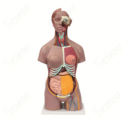 Advanced PVC Biology Dual Sex Medical Science Human Male and Female Torso Body Anatomy Model