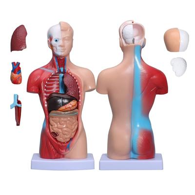 Factory Price Torso Model High Quality 28cm Male Human Anatomy Torso Model Anatomy Educational Torso Model