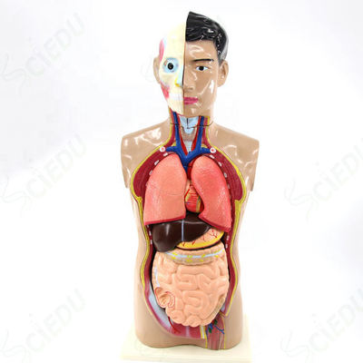 Educational PVC Torso Model Medical Science Anatomy Model Human Body Torso Model 85cm