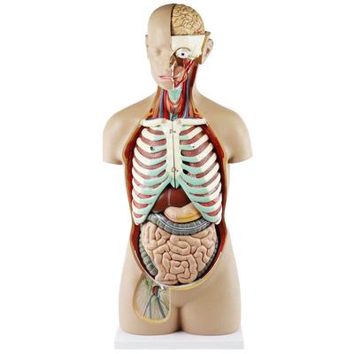 High Quality Medial Teaching Equipment Classic Unisex 85 cm Human Torso Model Medical Anatomy Model