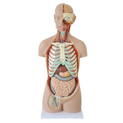Factory Price 85cm Torso Anatomical Models Male Medical Science Anatomical Torso Model Anatomy Model Human Torso Body