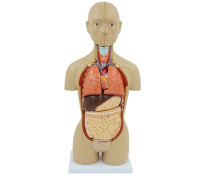 High Quality Human Torso Model Medical Anatomy Torso Model Human Body Male Torso Models for Education