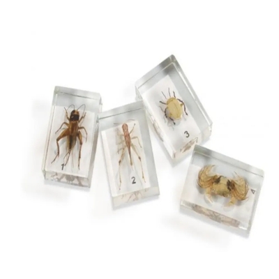 Sciedu Custom Insect Specimen Real butterfly Specimen and Raw Specimen High Transparent