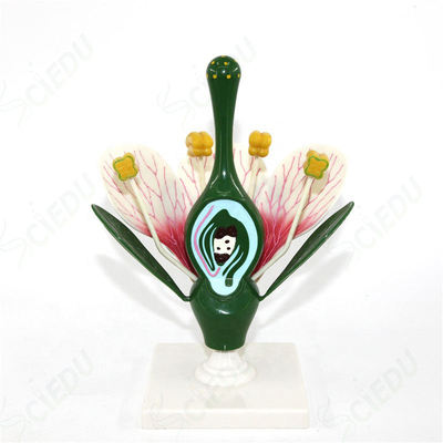 Medical Anatomy Educational Flower Plant Model Biology Teaching Medical Education Flower Plant Models Biology Plant Model