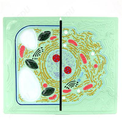 Animal and Plant Cell Model Student Learning Anatomy Educational Plant Cell Model Biology Medical Education Plant Cell Models