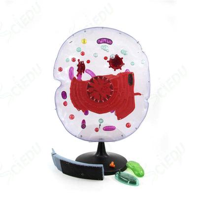 Educational School Anatomy Plant Cell Model Biology Teaching Resource Medical Science Plant Cell Models Biology Plant Cell Model