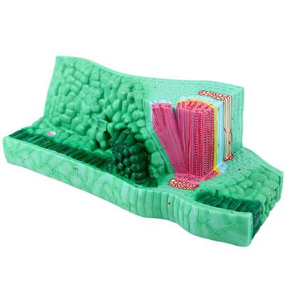 Junior High School Biology Teaching Model Biology Lab Instrument Experiment Plant Anatomy Model Leaf Structure Model
