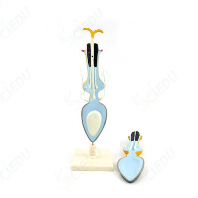 Advanced Plastic Sunflower Model School Anatomy Educational Animal Model Biology Teaching Plant Antomy Model