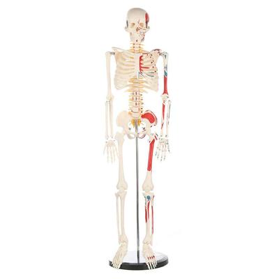 Anatomy Lab Educational Human Skeleton Model with Nerve Veins and Arteries Skull Anatomy Model Medical Human Skeleton Model