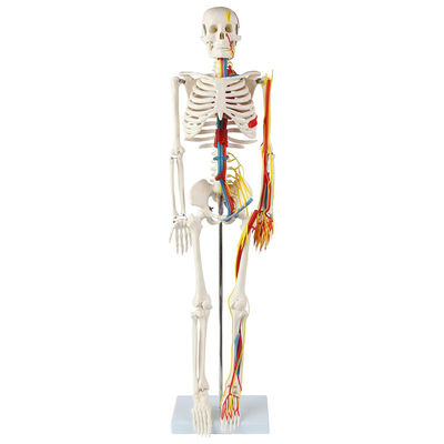 Anatomy Lab Educational Human Skeleton Model with Nerve Veins and Arteries Removable Skull Anatomy Model Human Body Skeleton