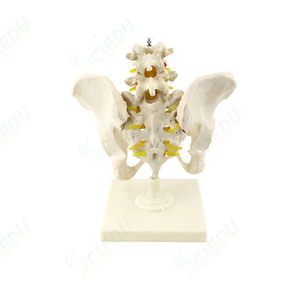 Advanced PVC 3D Human Skeleton Pelvis Model Bone Natural Size Male Pelvis Model Medical Science Anatomical Pelvis Model