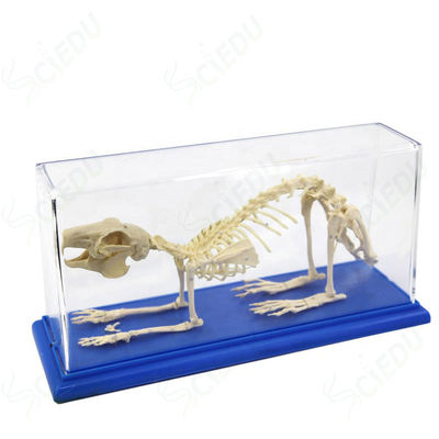 Biological Model Teaching Aids Human Anatomy Model Animal Skeleton Model Rabbit Skeleton for School Teaching Equipment