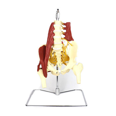 Adult Life Size PVC Female Pelvis Lumbar Spine Bone Model Medical Science Pelvis Spine Model with Muscle Human Organ Model
