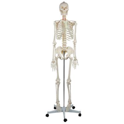 Advanced PVC Anatomy Skeleton Model Human Body Skeleton Model Human Plastic Skeleton Model 180cm
