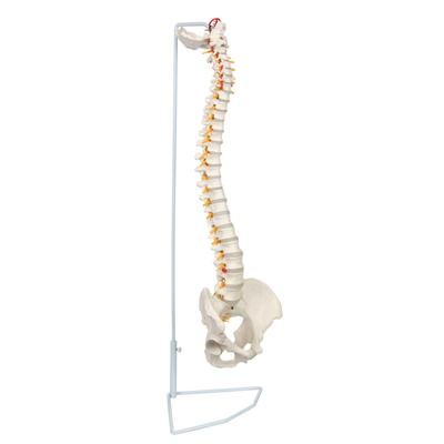 Anatomical Spine Model with Lumbar Spinal Cord Model with Vertebrae Nerves Arteries Lumbar Column Pelvis Skeleton Model