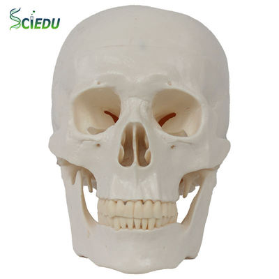 CIEDU Human Skull Skeleton Teaching Resources Educational OrthopedicTeaching Mold Equipment Medical Human Skull Model