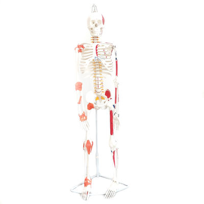 Anatomy Human Skeleton Model 85cm Human Skeleton Model With Nervous System Muscles and Ligaments