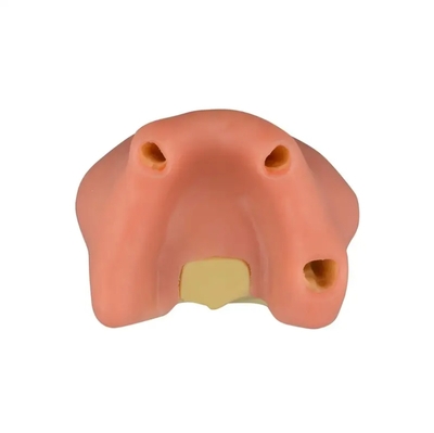 Dental Sinus Lifting Implant Placement Practice Model B Basic Implant Training Model