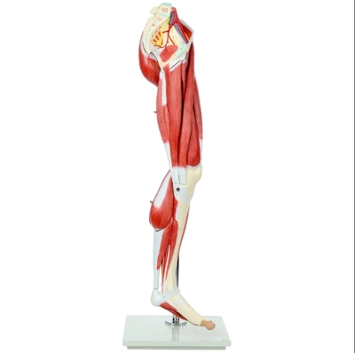 Human Muscle Anatomy Model Medical Human Muscle Leg Model