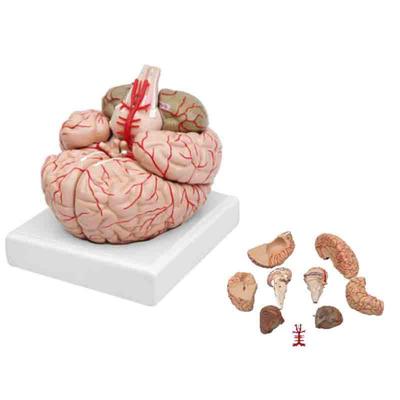 Demonstration Medical Anatomical Human 3D Brain Model