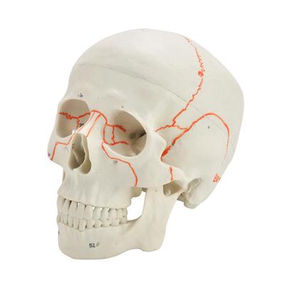 Anatomical Life-Size Anatomy Human Skull for Science Teaching With Brain