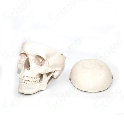 Advanced PVC Human Anatomical Plastic Adult Skull Model Anatomy Model Human Body Human Skull Adult Skull Model