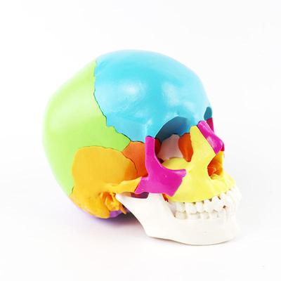 Disarticulated 22 Parts Skull Model Natural Size Anatomical Human Skull Model Life Size for Science Teaching