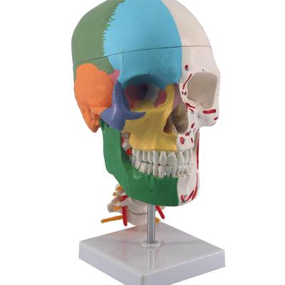 Color Skeleton Model Colorful Half Muscle Coloring Human Skull Model Human Skull with Cervical Vertebra Brain Model