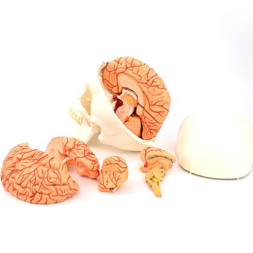 Vivid Human Body Anatomy Skull Model Medical Science Skull Anatomical Model Plastic Skull 3D Model With 8 Parts Color Brain
