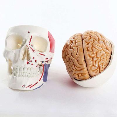Head Anatomical Model Human Skull Model with Cerebral Artery and Brain Skeleton Model