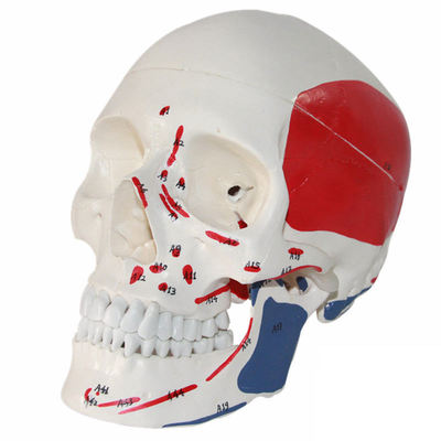 Hot Selling Skull 3D Model Detachable Human Skull Model Colored Skull Anatomical Model
