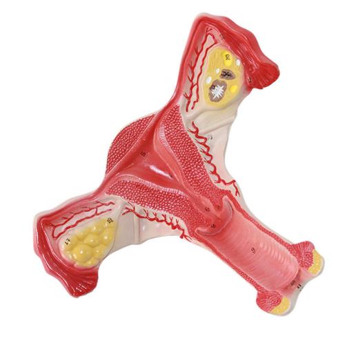 Uterine Human Body Model Medical Science Anatomical Model Medical Students PVC Anatomy Uterine Reproductive Model