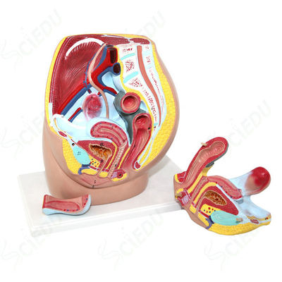 Advance PVC Female Pelvis Model Medical Anatomical Model Pelvis Anatomical Model