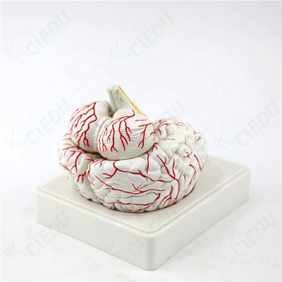 Anatomical Removable Human Brain Model Teaching Anatomy Brain Plastic Model