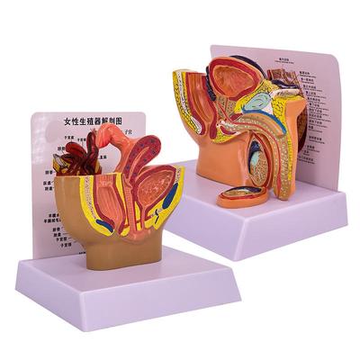 Advanced Teaching Equipment Pvc Pelvis Model Human Anatomy Model Pelvis Model Female