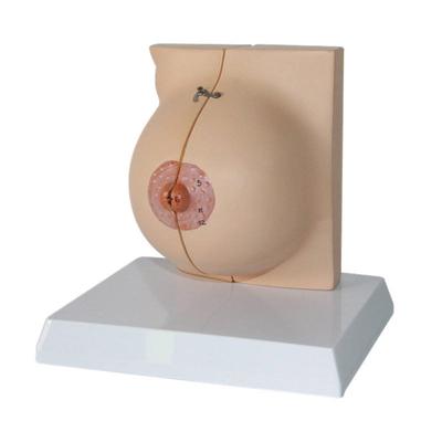 Anatomy Model Human Body Anatomical Teaching Model Breast Model for Medical School Students